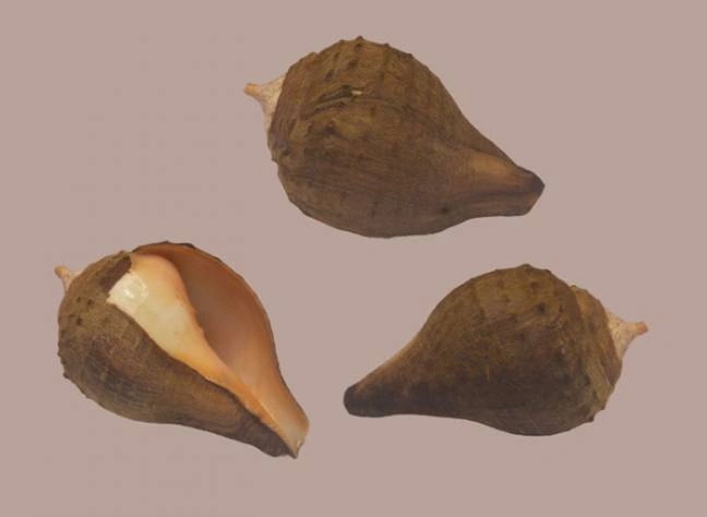 Turbinella pyrum Natural Sea Shell {100.18 mm }