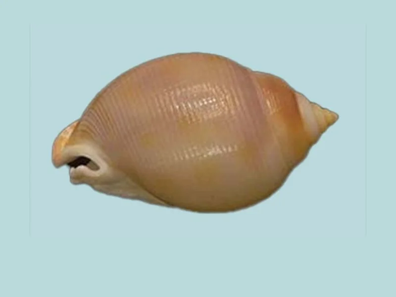 Semicassis diuturna Natural Sea Shell { 51.92 mm }