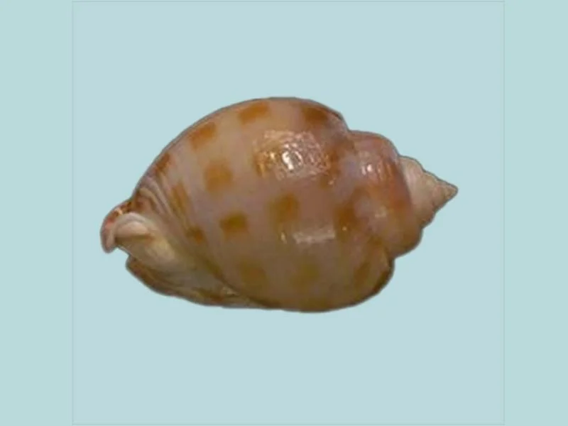 Natural Semicassis canaliculata Sea Shell { 50.63 mm }