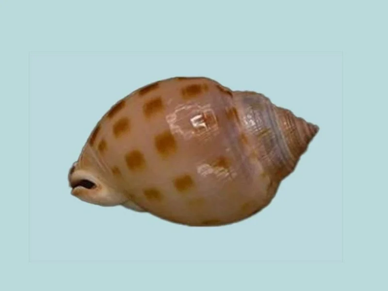 Natural Semicassis canaliculata Sea Shell { 44.48 mm }