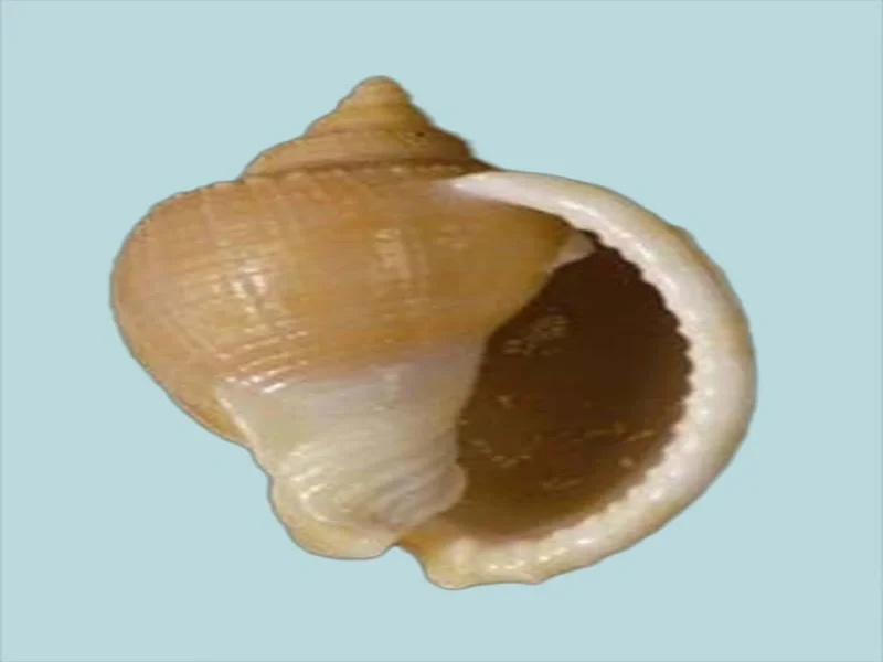Natural Phalium glaucum Sea Shell { 36.09 mm }