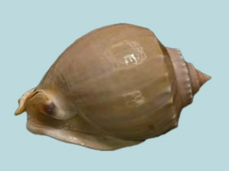 Natural Phalium glaucum Sea Shell