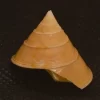 Calliostoma sublaeve Natural Sea Shell { 25.90 mm }