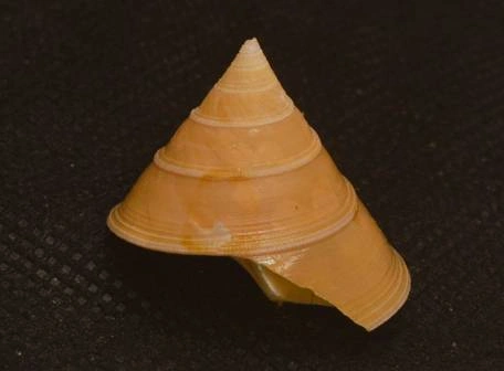 Calliostoma sublaeve Natural Sea Shell { 25.90 mm } Calliostoma sublaeve Natural Sea Shell { 25.90 mm }