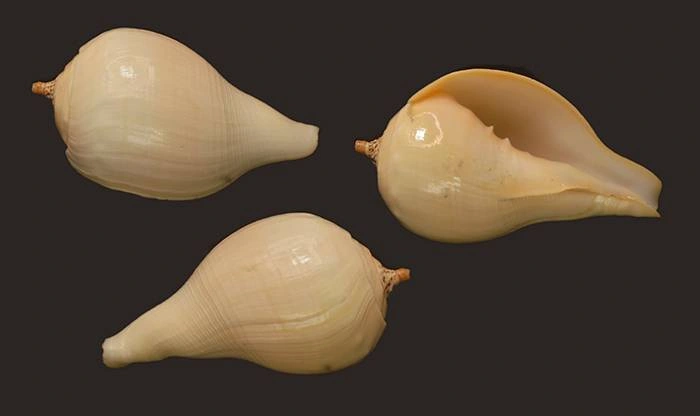 Turbinella pyrum Natural Sea Shell { 103.84 mm }