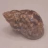 Phasianella modesta Natural Sea Shell { 18.65 mm }