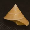 Calliostoma sublaeve Natural Sea Shell { 24.88 mm }