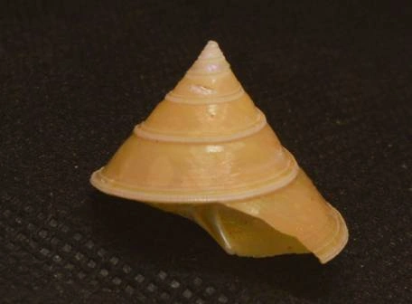 Calliostoma sublaeve Natural Sea Shell { 24.88 mm } Calliostoma sublaeve Natural Sea Shell { 24.88 mm }