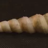Turritella duplicata Natural Sea Shell { 112.43 mm }
