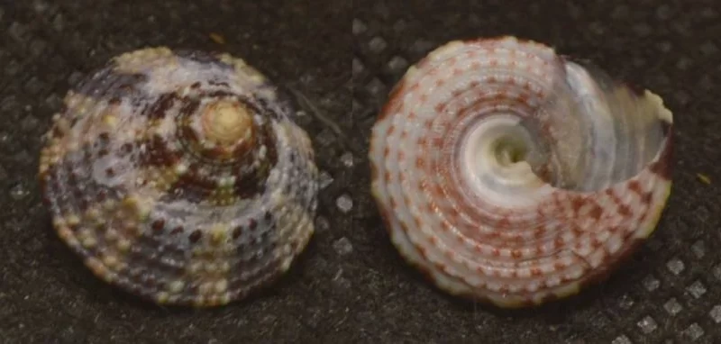 Trochus radiatus Natural Sea Shell { 13.37 mm }