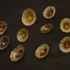 Cellana radiata Natural Sea Shell { 14.05 to 19.96 mm }