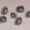 Clypidina notata Natural Sea Shell { 15.43 to 20.26 mm }