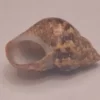 Phasianella modesta Natural Sea Shell { 18.65 mm }