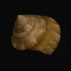 Calliostoma tranquebaricum Natural Sea Shell { 19.21 mm }