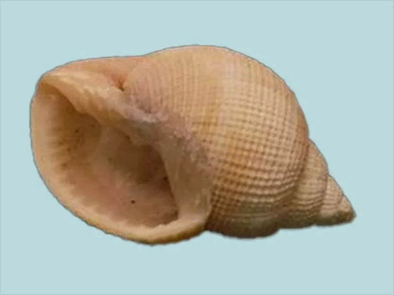 Natural Merica elegans Sea Shell ( 32.09 mm )