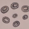 Clypidina notata Natural Sea Shell { 12.91 to 20.66 mm }