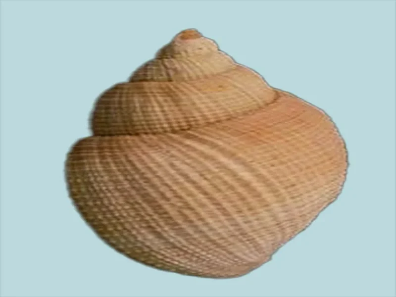 Natural Merica elegans Sea Shell ( 32.09 mm )