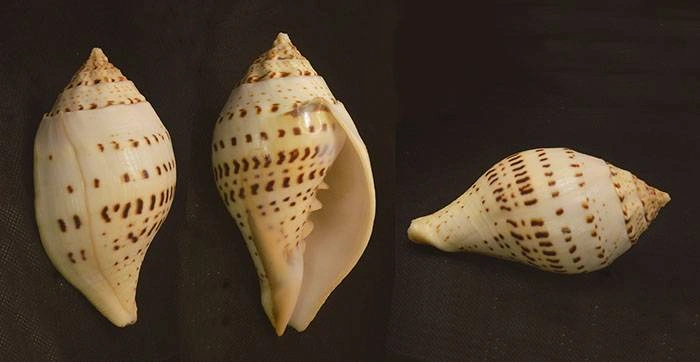 Turbinella pyrum Natural Sea Shell { 121.36 mm }