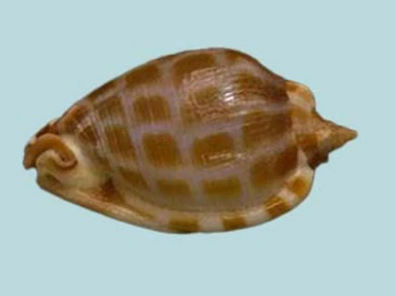 Natural Phalium areola Sea Shell { 52.03 mm }