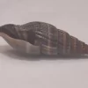 Vexillum acuminatum Natural Sea Shell { 26.84 mm }