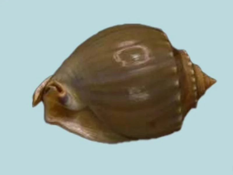 Natural Phalium glaucum Sea Shell { 95.57mm }