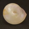 Calliostoma sublaeve Natural Sea Shell { 27.56 mm }