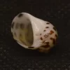 Paratectonatica tigrina Natural Sea Shell { 13.71 mm }