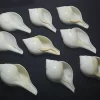 Turbinella pyrum Natural Sea Shell { 130 to 155 mm }