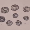Clypidina notata Natural Sea Shell { 14.00 to 20.27 mm }