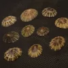 Cellana radiata Natural Sea Shell { 14.05 to 19.96 mm }