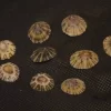 Cellana radiata Natural Sea Shell { 14.91 to 19.64 mm }