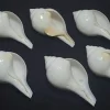 Turbinella pyrum Natural Sea Shell { 145 to 152 mm }