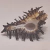 Homalocantha digitata Natural Sea Shell { 47.11 mm }