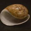 Bulla ampulla Natural Sea Shell { 48.03 mm }