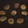 Cellana radiata Natural Sea Shell { 15.64 to 19.40 mm }