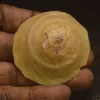 Onustus indicus Natural Sea Shell { 52.59 mm }