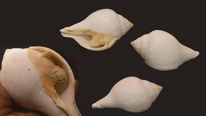 Turbinella pyrum Natural Sea Shell { 156.37 mm }