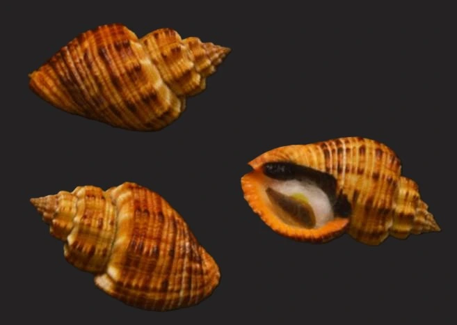 Natural Cantharus melanostoma Sea Shell { 57.44 mm }