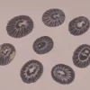 Clypidina notata Natural Sea Shell { 16.12 to 21.50 mm }