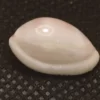 Prionovolva brevis Natural Sea Shells { 16.55 mm to 21.86 mm }