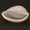 Prionovolva brevis Natural Sea Shells { 16.55 mm to 21.86 mm }