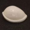 Prionovolva brevis Natural Sea Shells { 16.55 mm to 21.86 mm }
