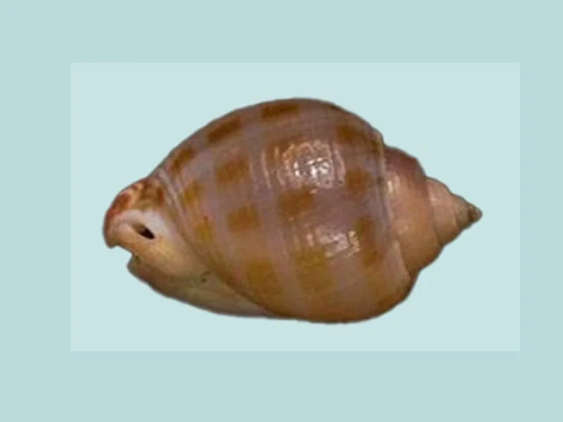 Natural Semicassis canaliculata Sea Shell