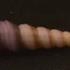 Turritella duplicata Natural Sea Shell { 67.78 mm }