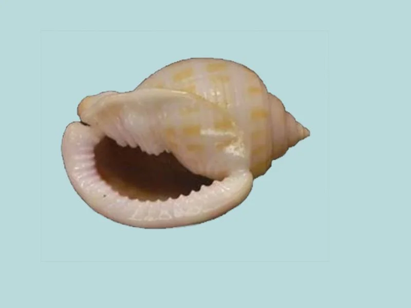 Natural Semicassis bisulcata Sea Shell