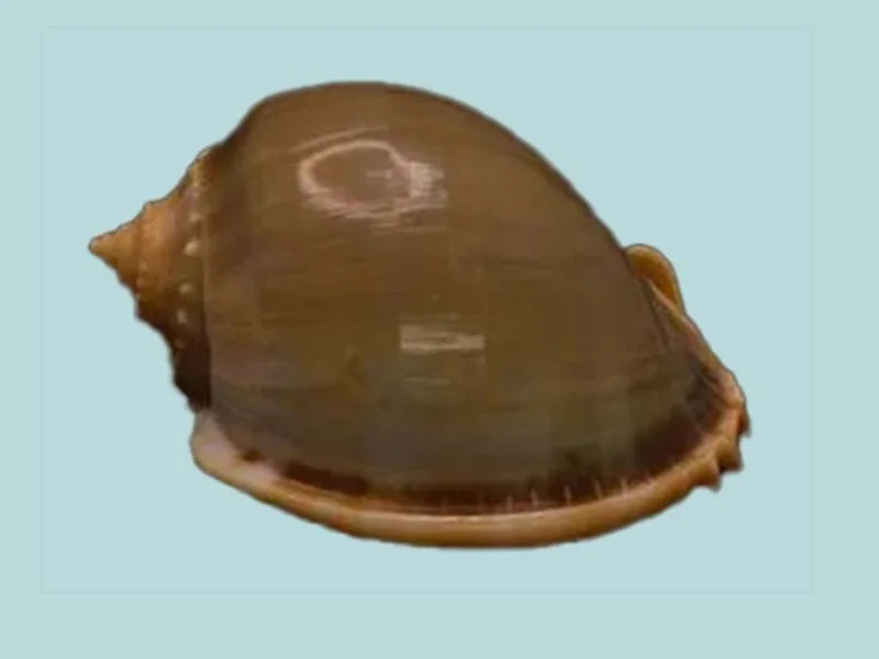 Natural Phalium glaucum Sea Shell { 113.46 mm }