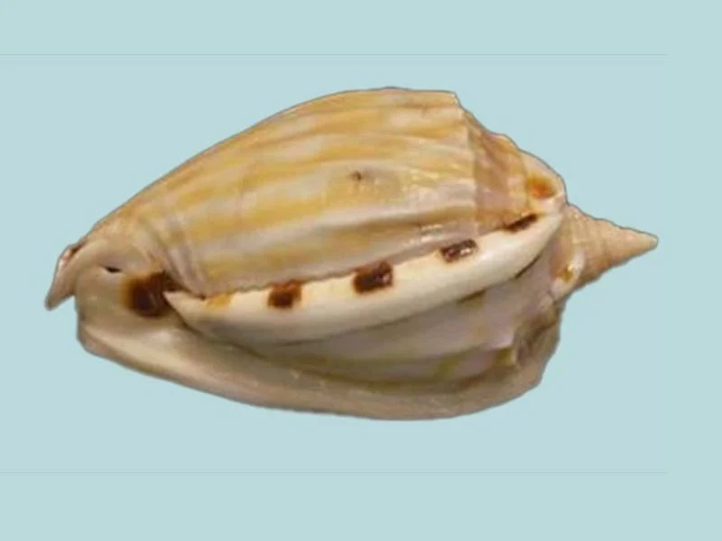 Natural Phalium fimbria Sea Shell { 81.42 mm }