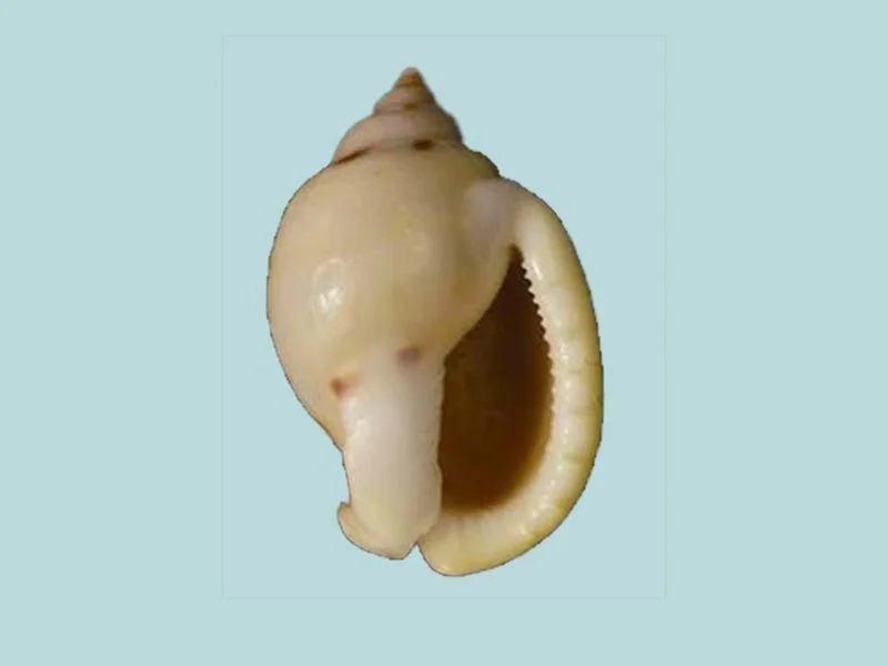 Natural Casmaria ponderosa Sea Shell { 37.42 mm }