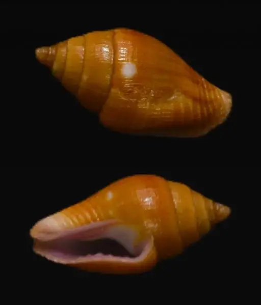 Natural Pyrene flava Sea Shell { 21.17 mm }