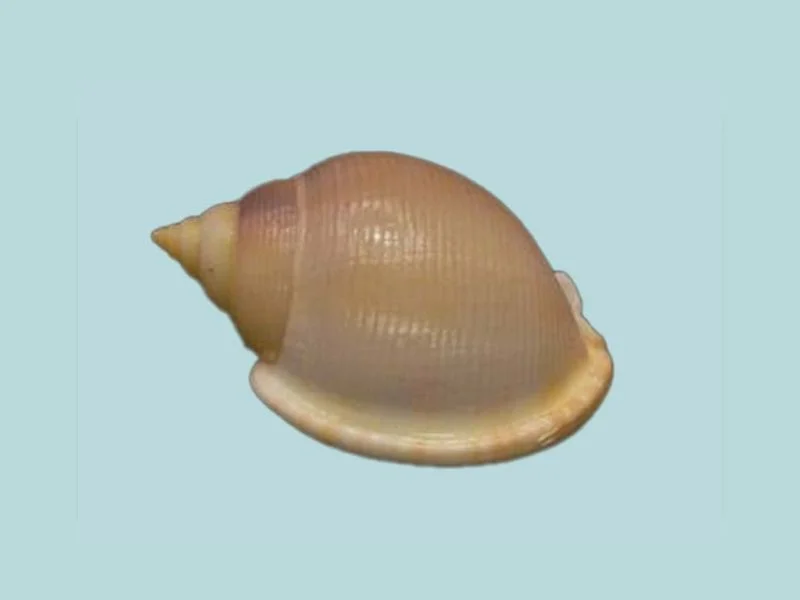 Semicassis diuturna Natural Sea Shell { 52.76 mm }